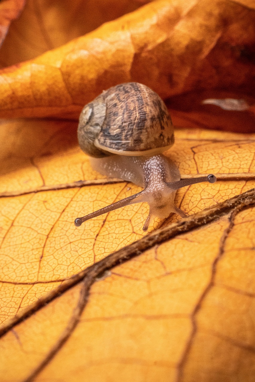 Crawl Budget for a Small Website: What Actually Matters